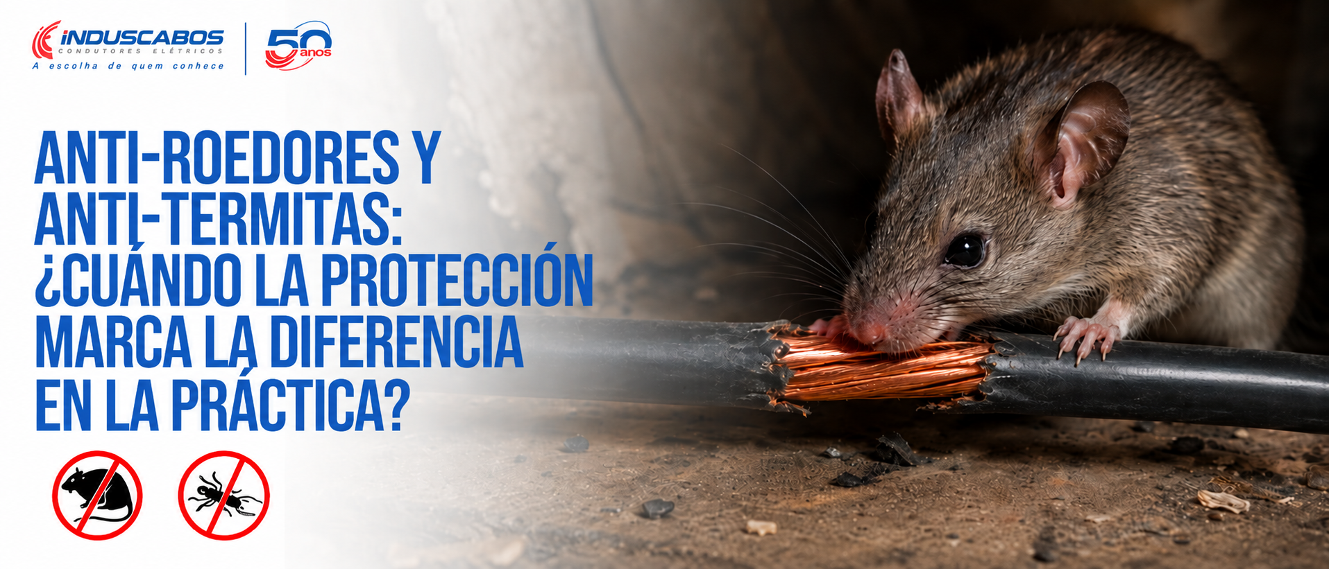 Banner del post Cable antirroedores y antitermitas: cuándo utilizarlo en la especificación eléctrica